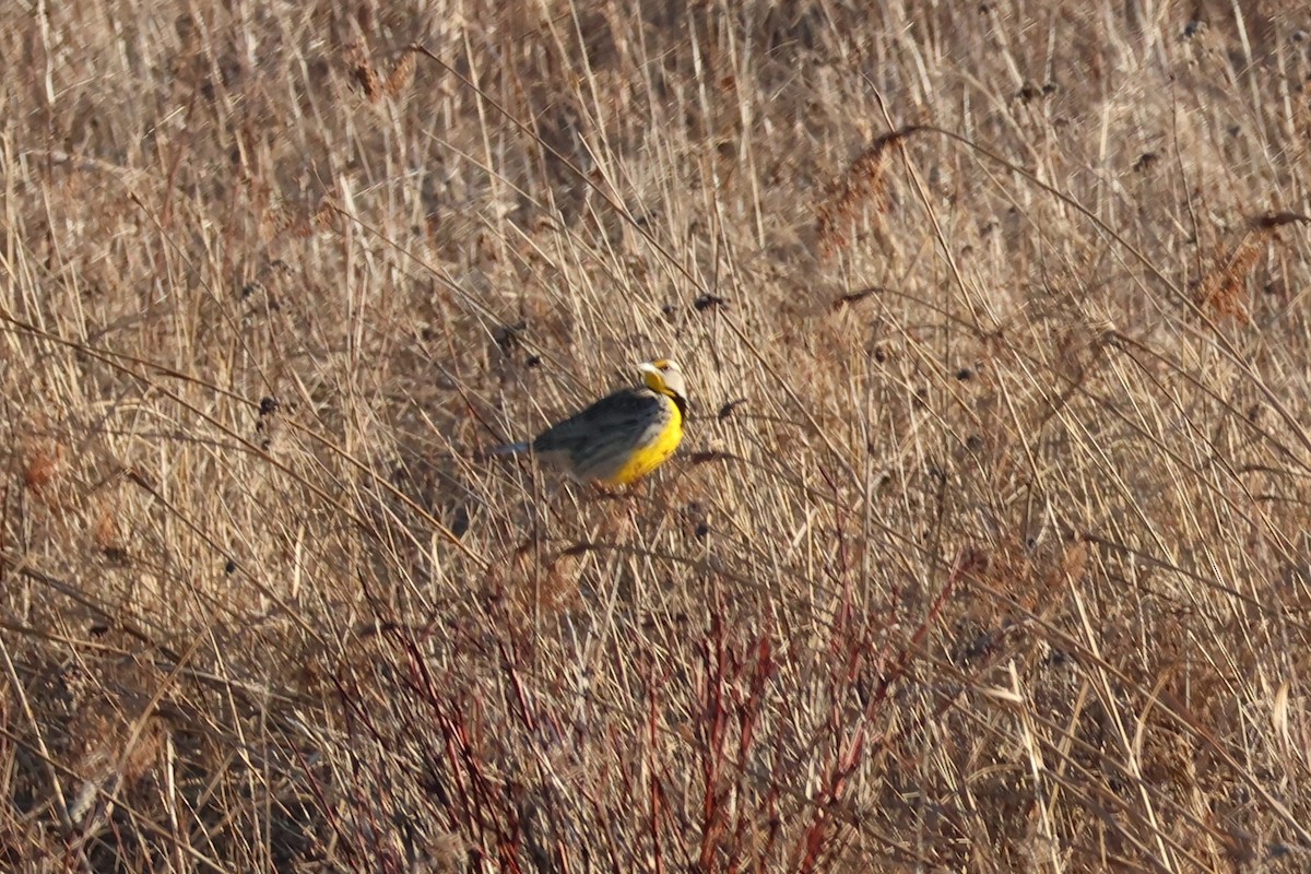 Eastern Meadowlark - ML634507447