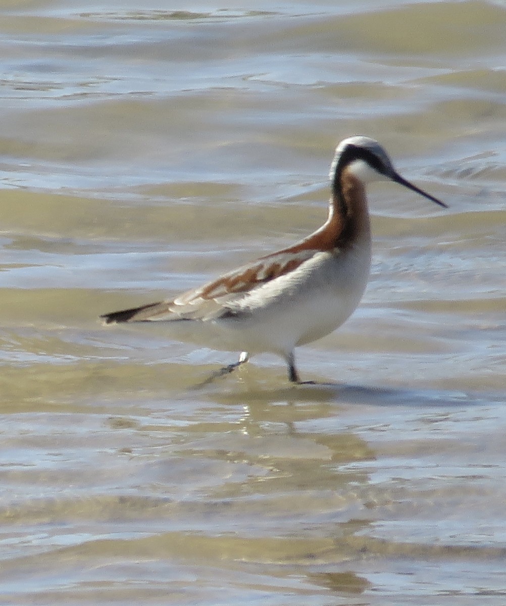Wilson's Phalarope - ML634507455