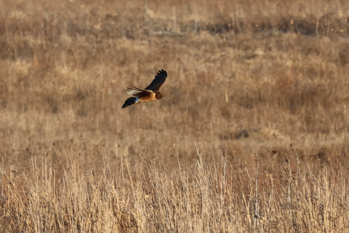 Northern Harrier - ML634507459