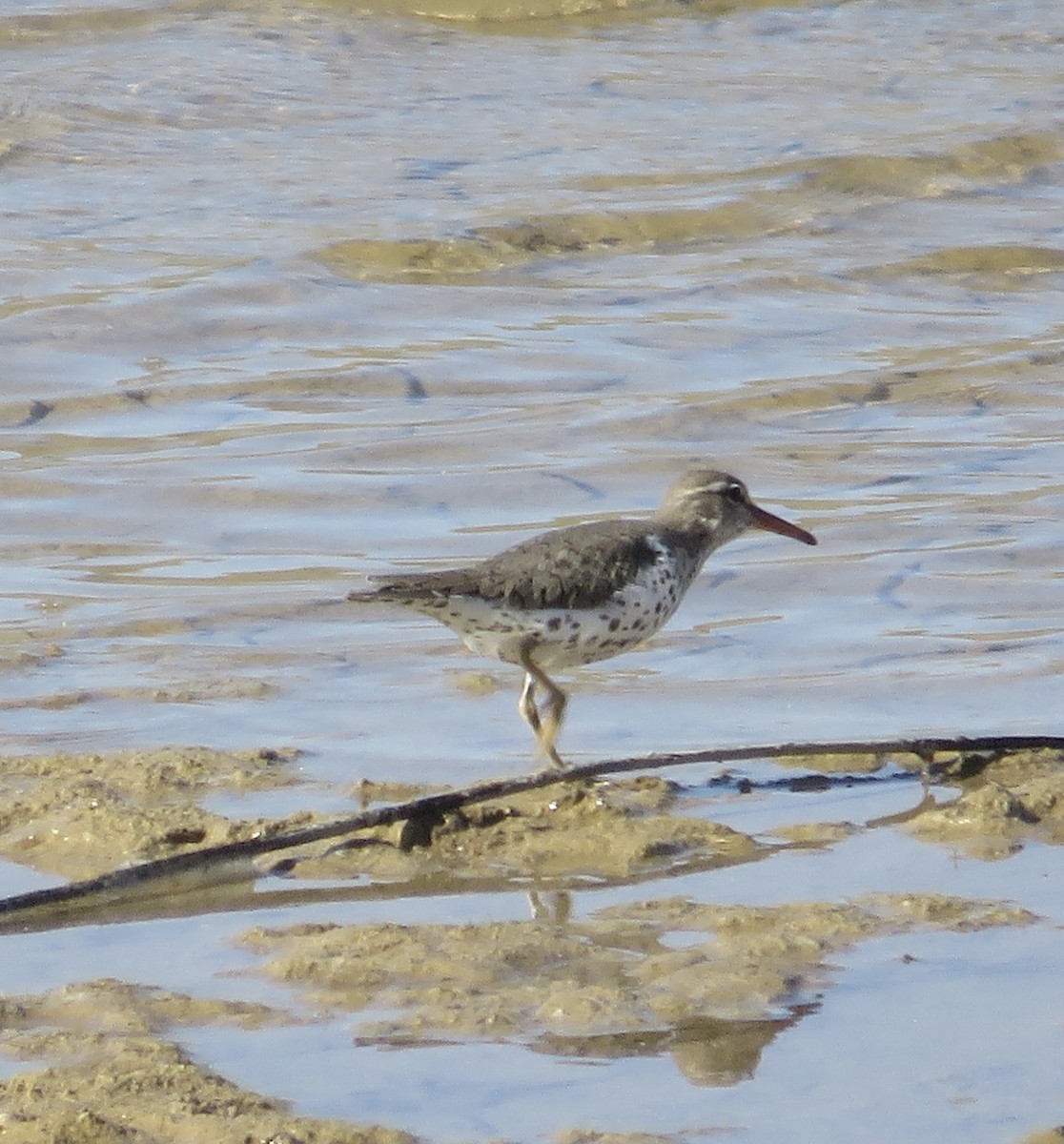 Spotted Sandpiper - ML634507464
