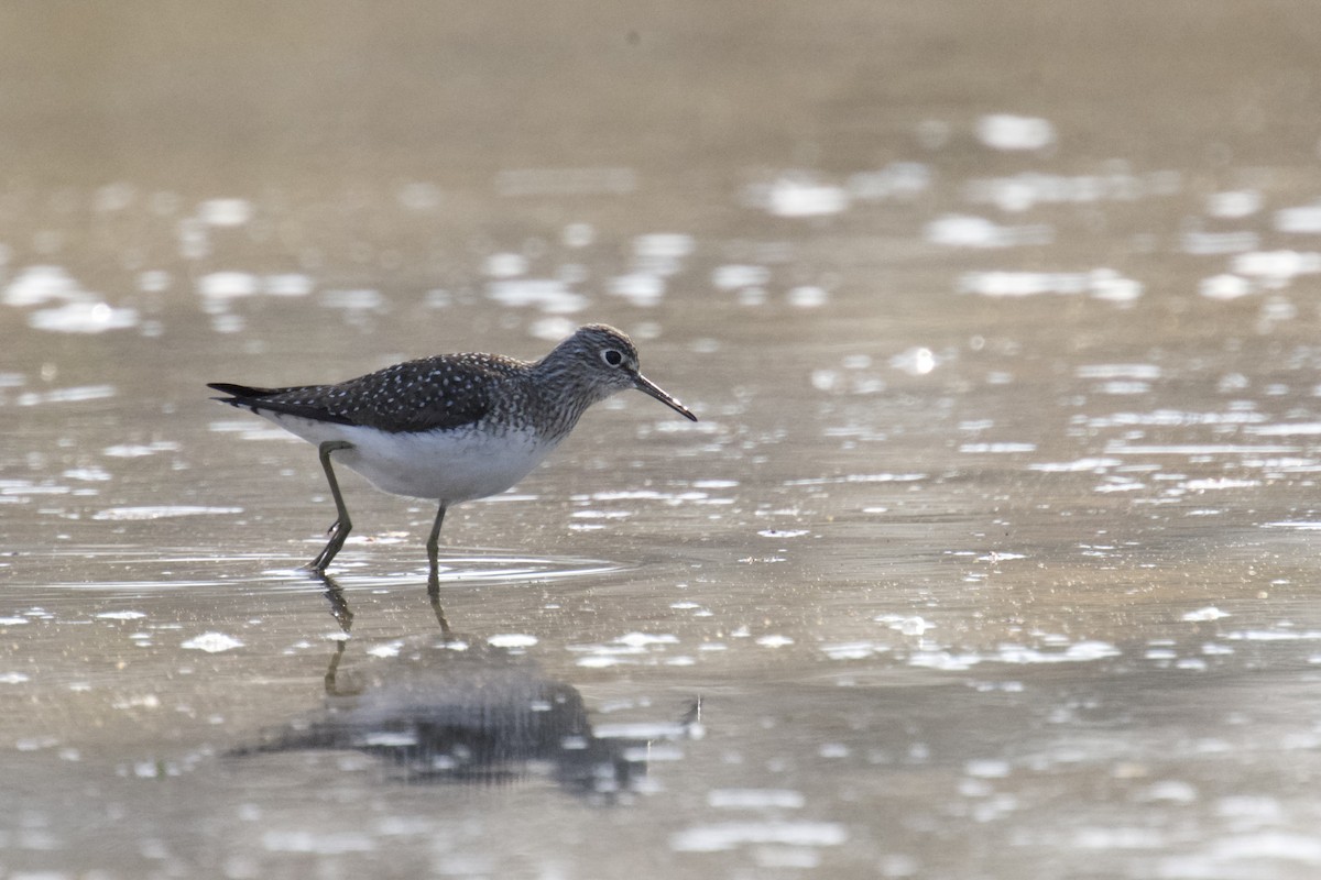 Solitary Sandpiper - ML634507465