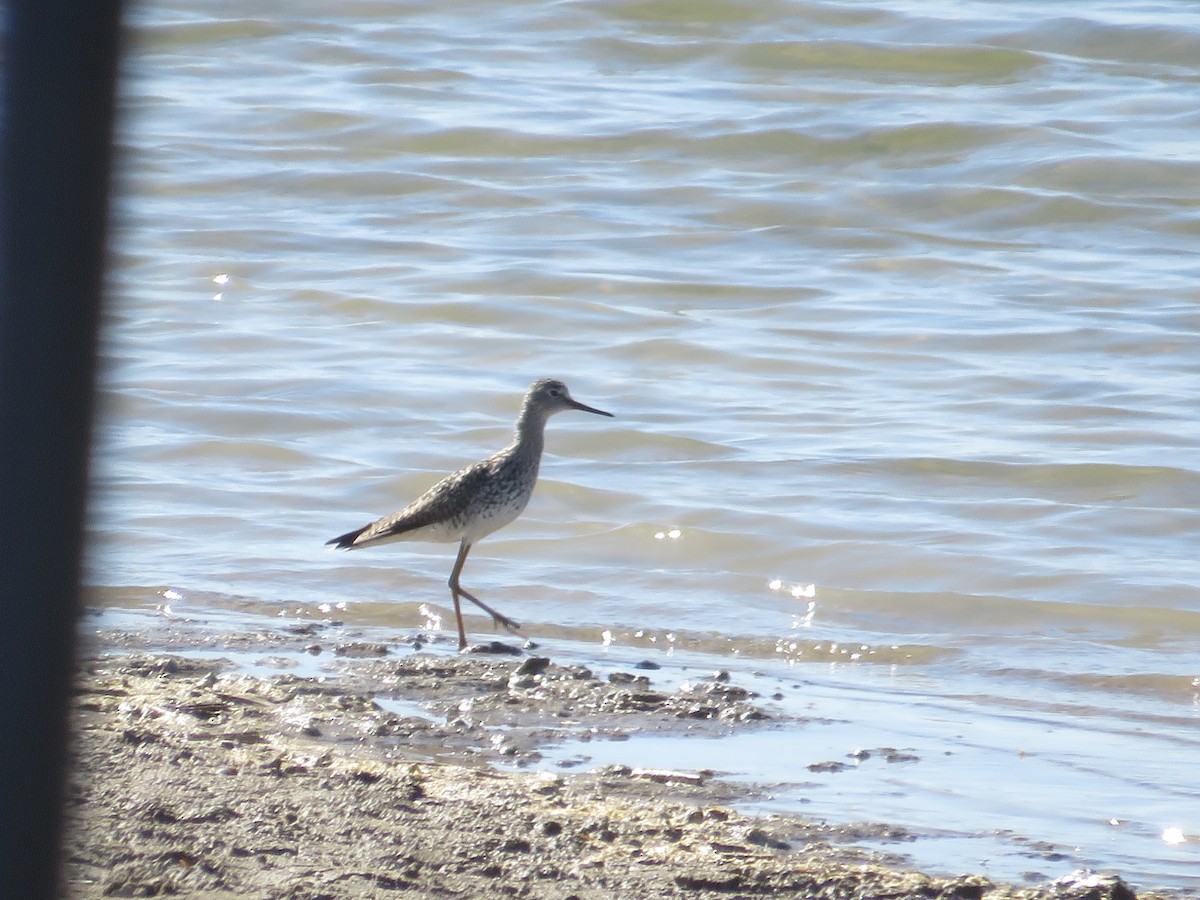 Lesser Yellowlegs - ML634507471
