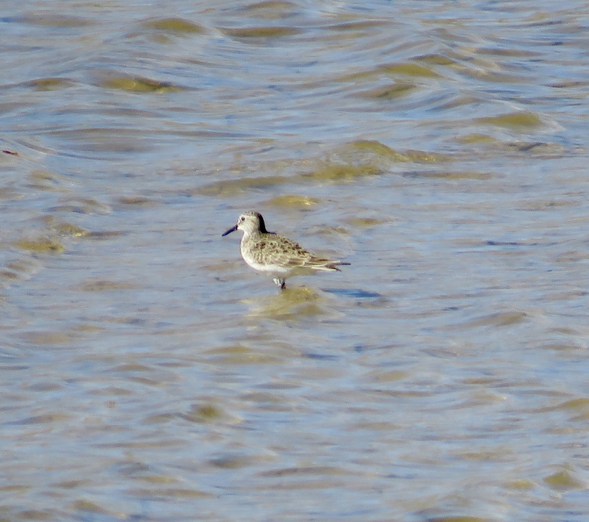 Baird's Sandpiper - ML634507485