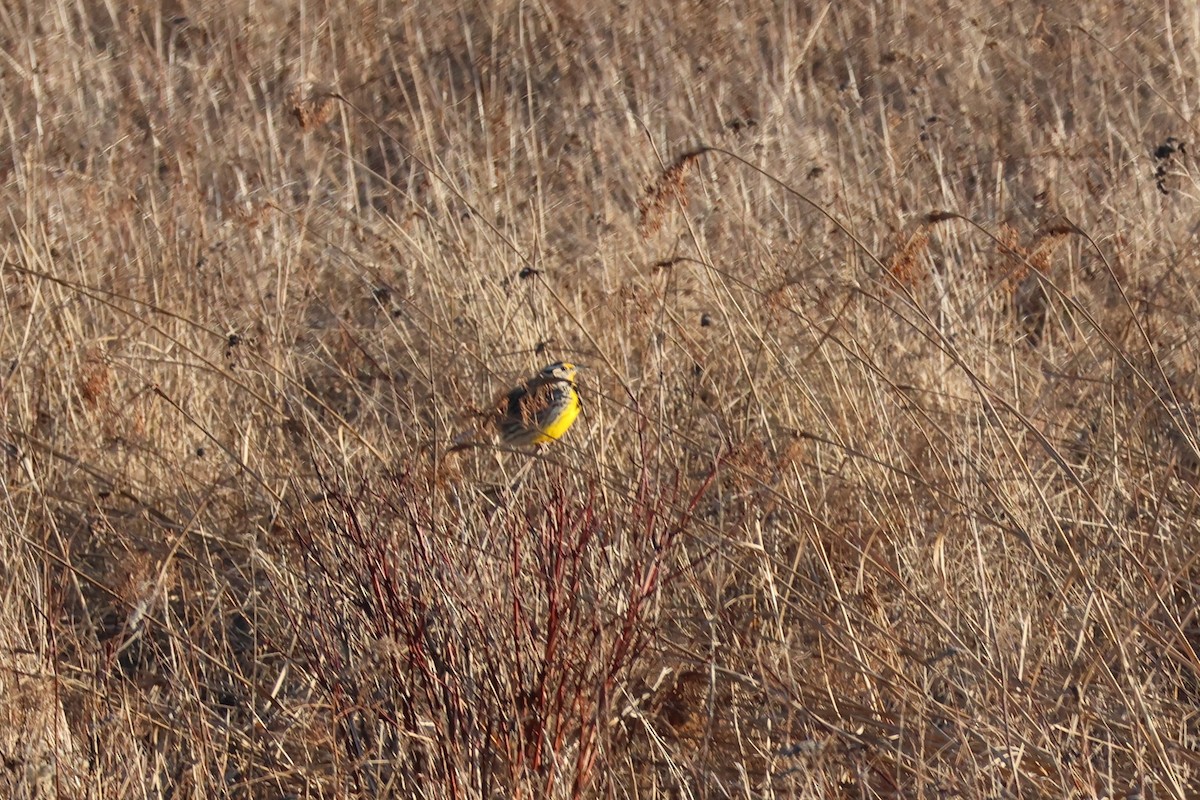 Eastern Meadowlark - ML634507547
