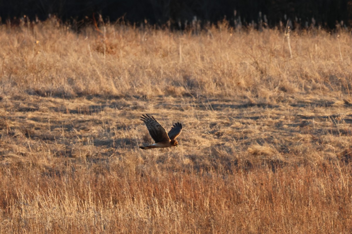 Northern Harrier - ML634507628