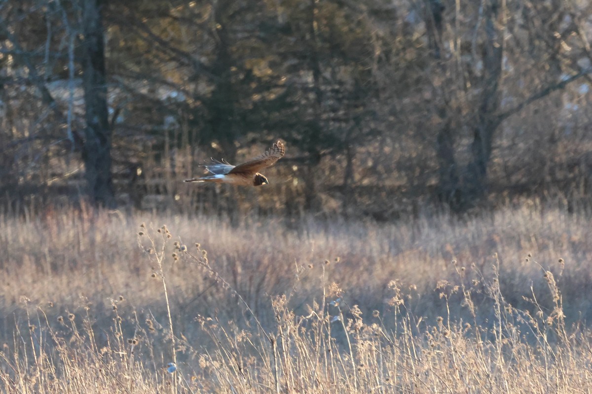 Northern Harrier - ML634507763