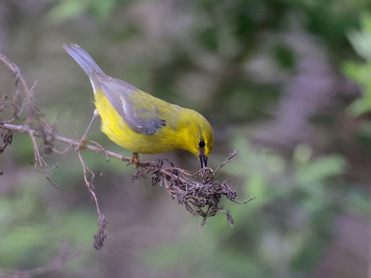 lesňáček modrokřídlý - ML634507811