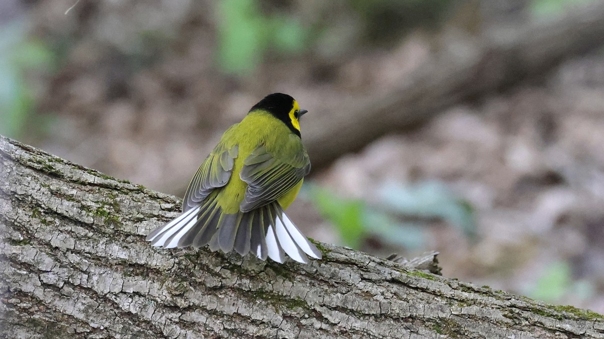 lesňáček kápový - ML634507847