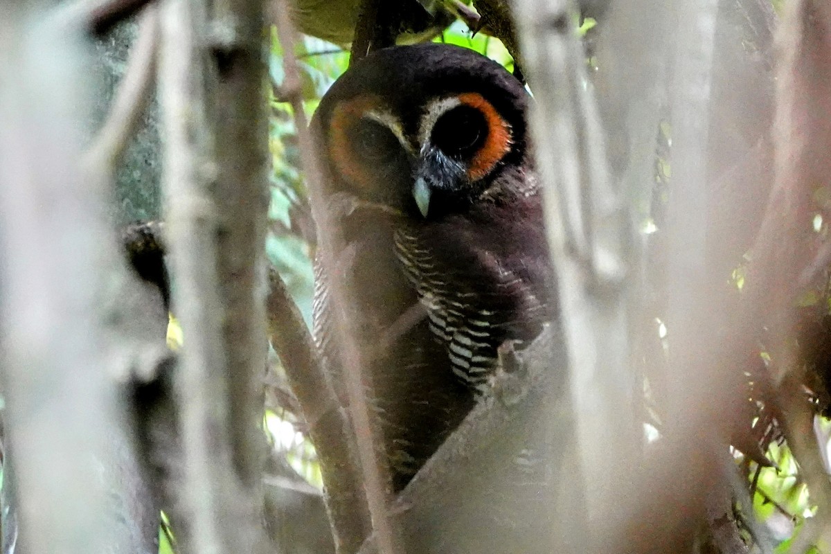 Brown Wood-Owl - ML634507879
