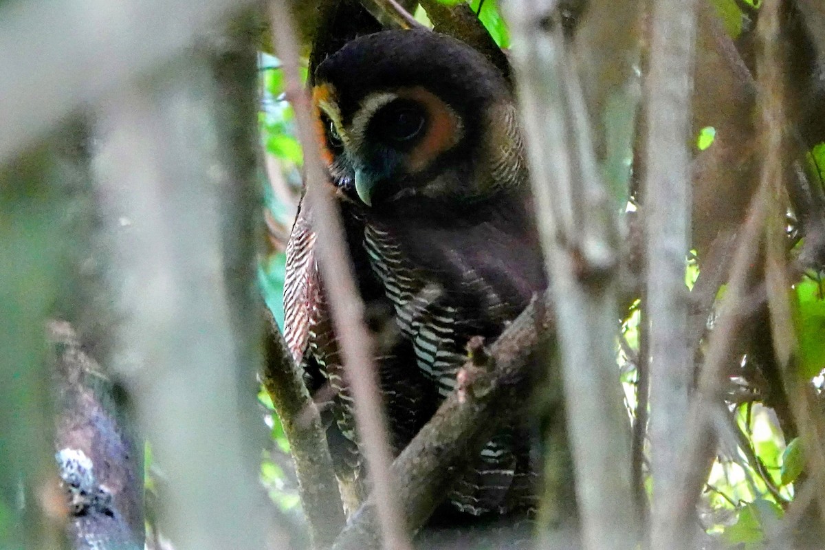 Brown Wood-Owl - ML634507880