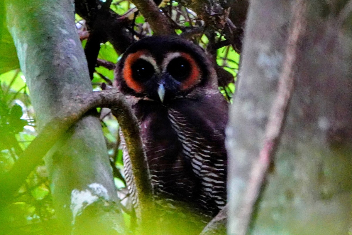 Brown Wood-Owl - ML634507881