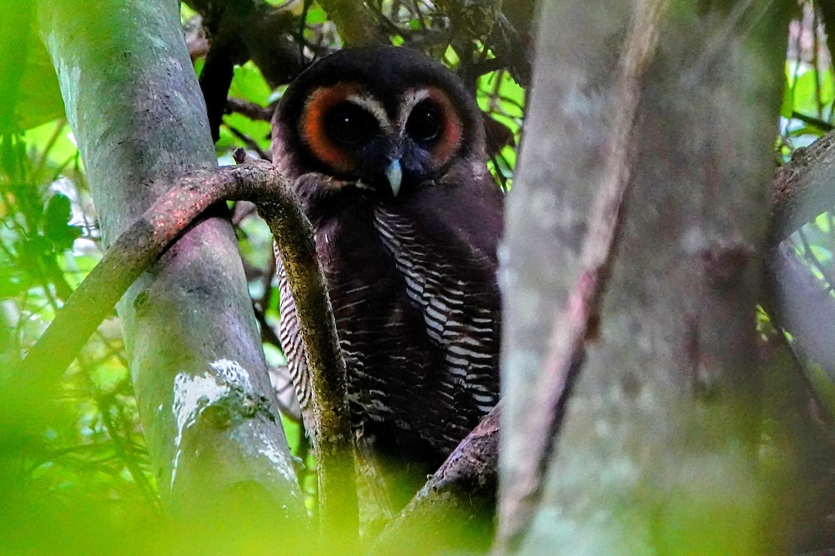 Brown Wood-Owl - ML634507883