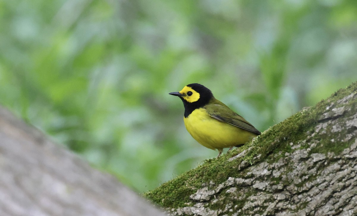 lesňáček kápový - ML634507891