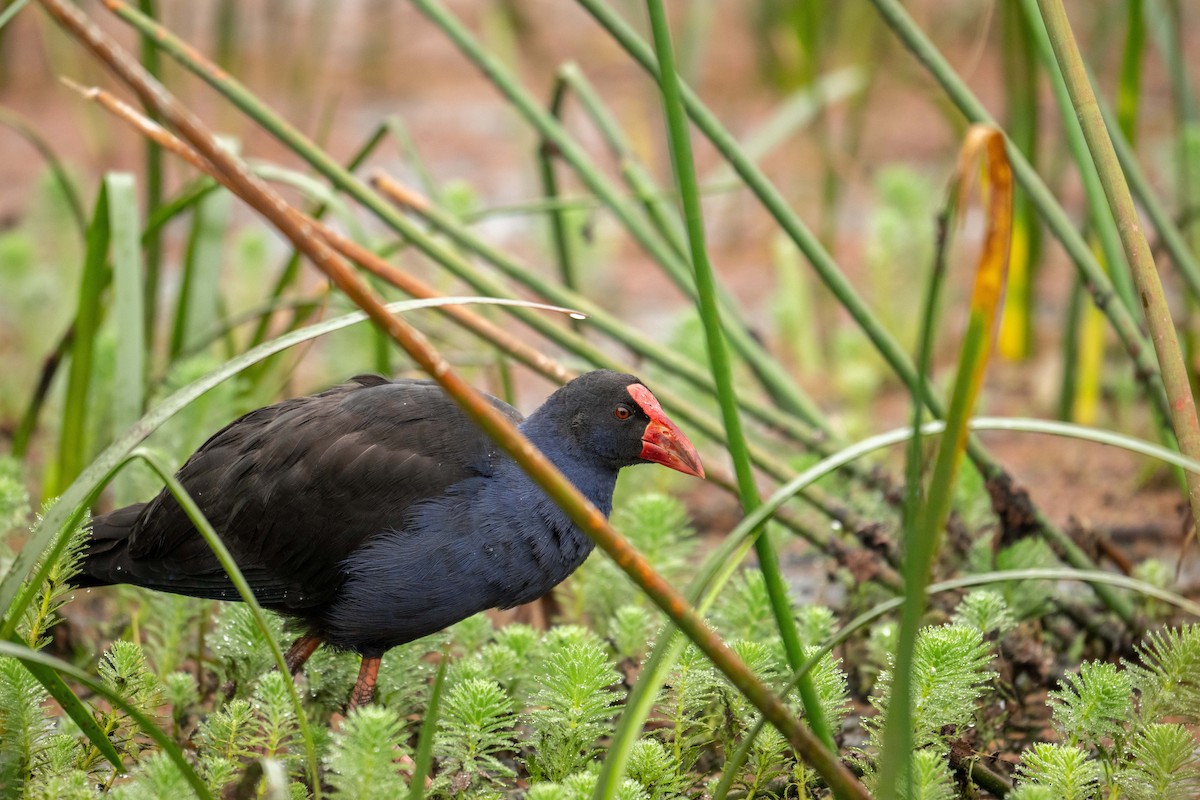 brunryggsultanhøne - ML634507914