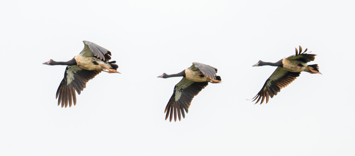 skjæregås - ML634507919