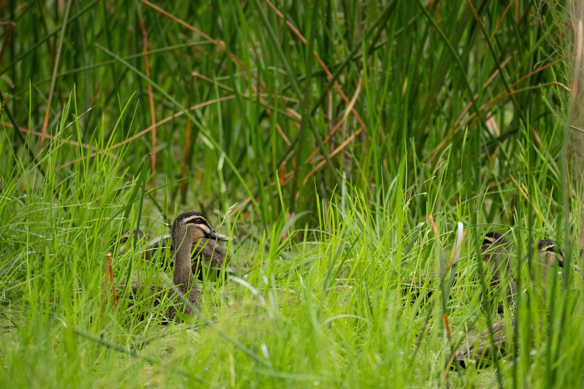 stripeand - ML634507929