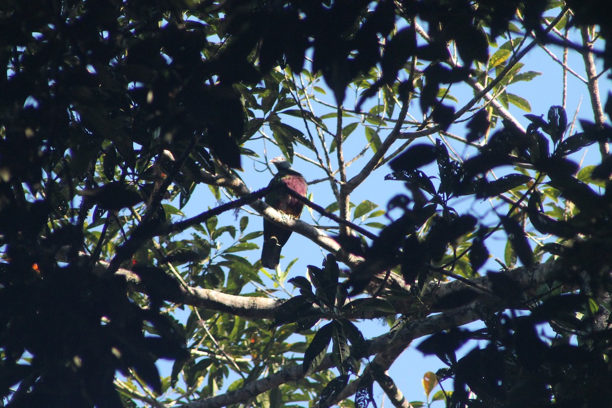 Wompoo Fruit-Dove - ML634508024