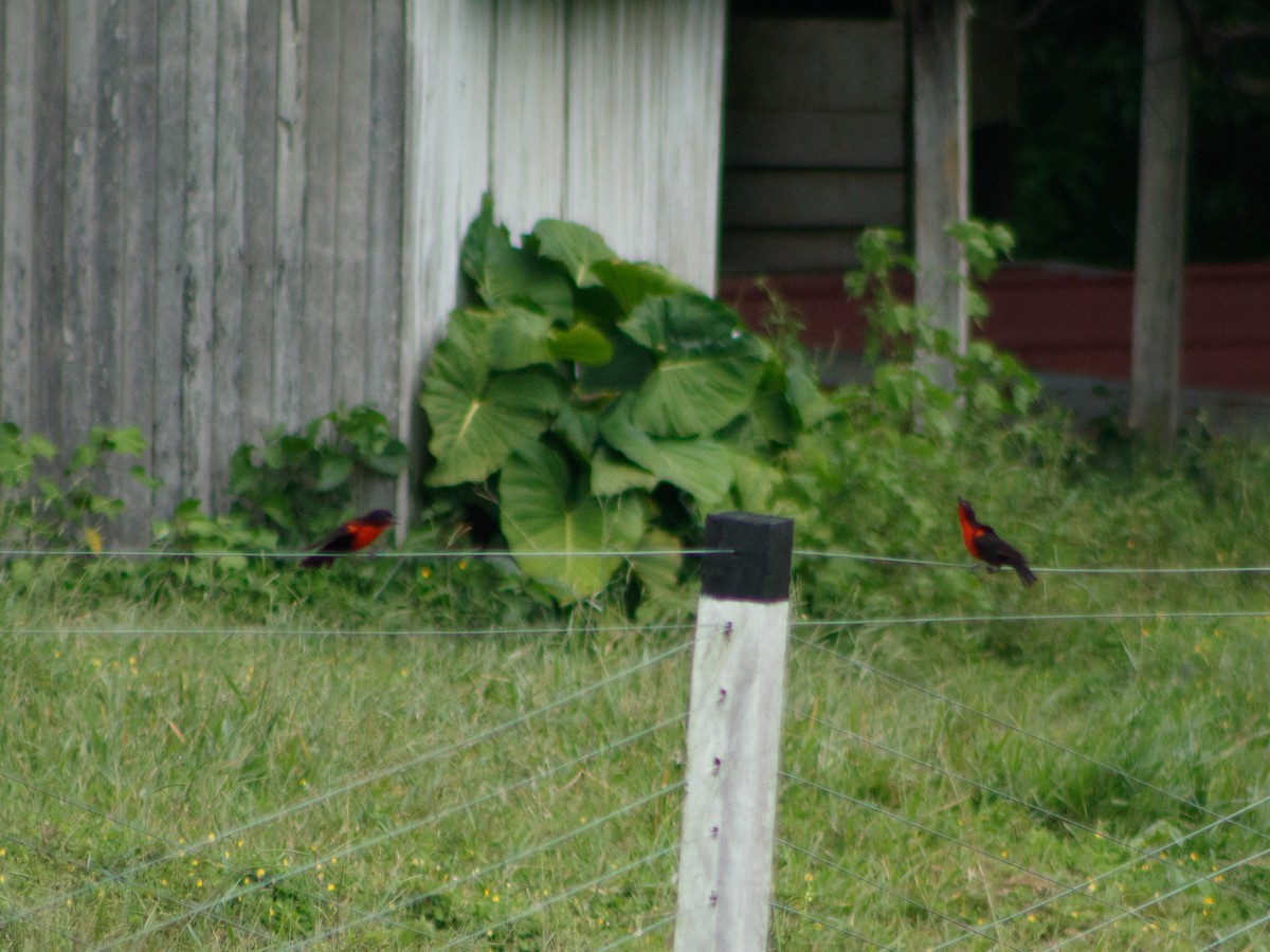 Red-breasted Meadowlark - ML634508036