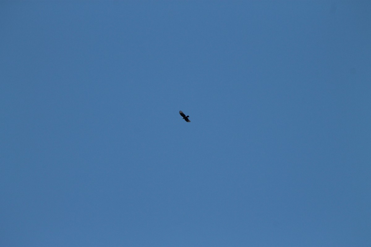 Square-tailed Kite - ML634508054