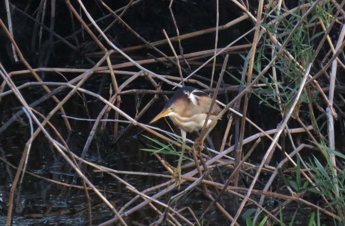 Least Bittern - ML634508062