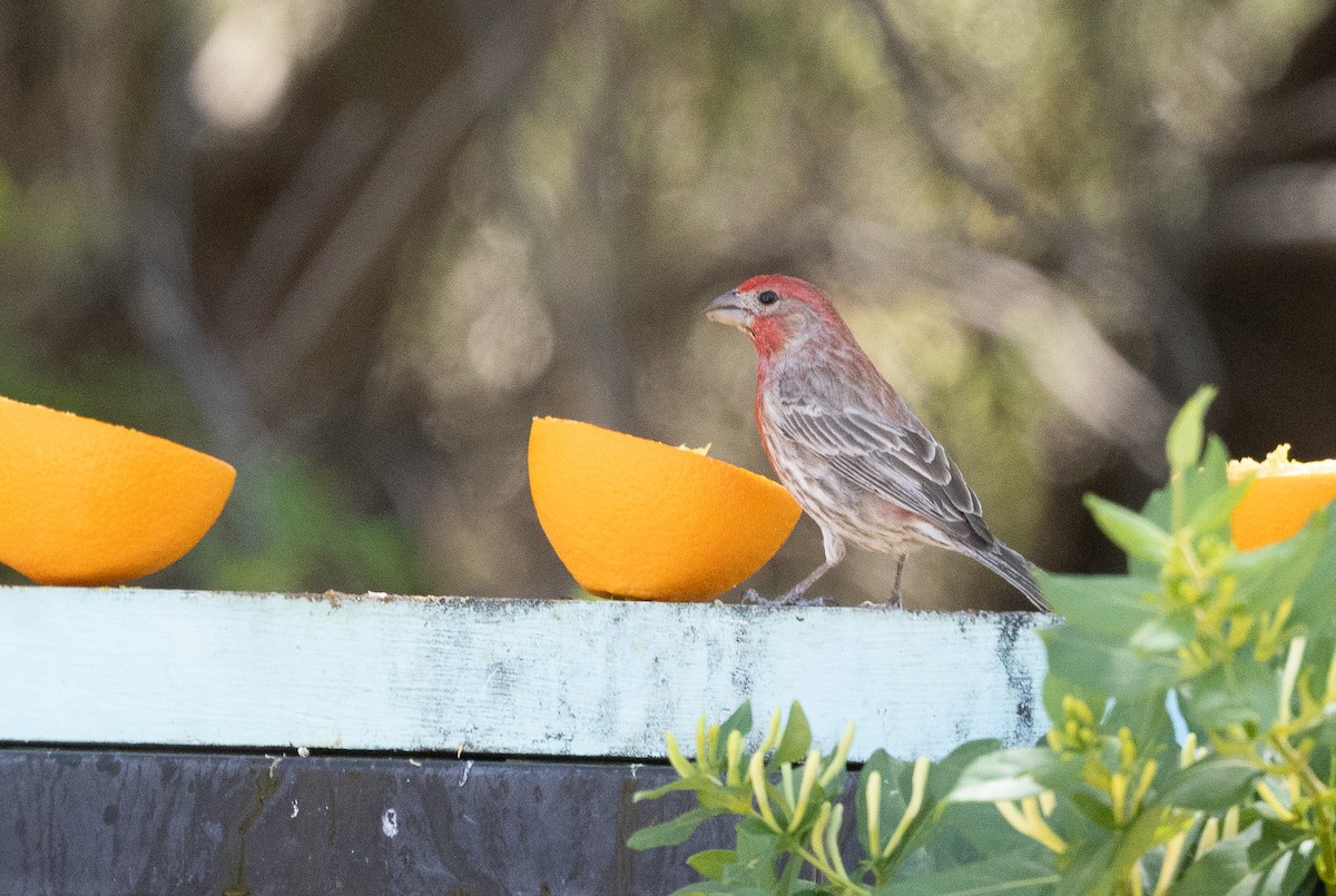 House Finch - ML634508102