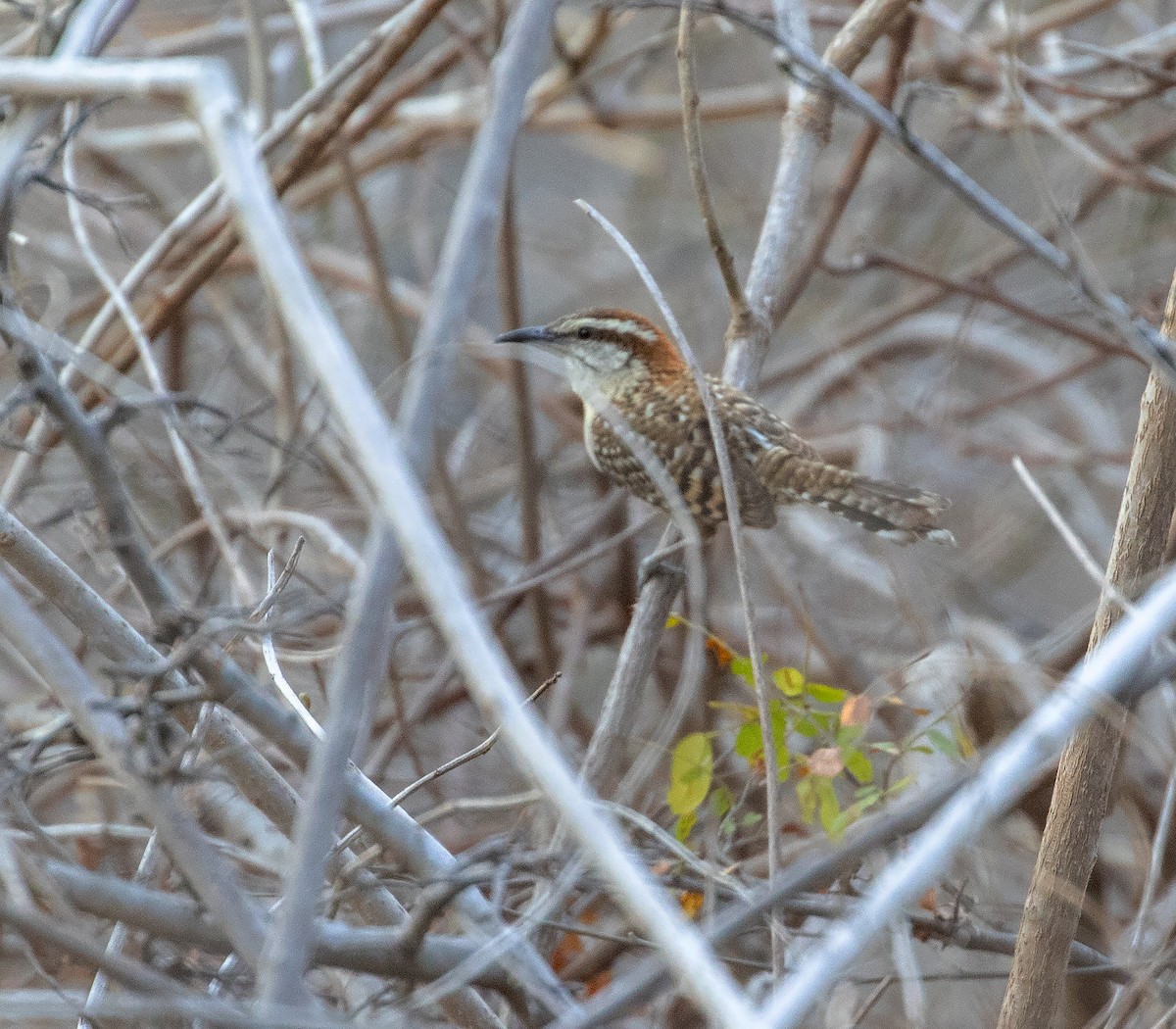 Russet-naped Wren - ML634508136