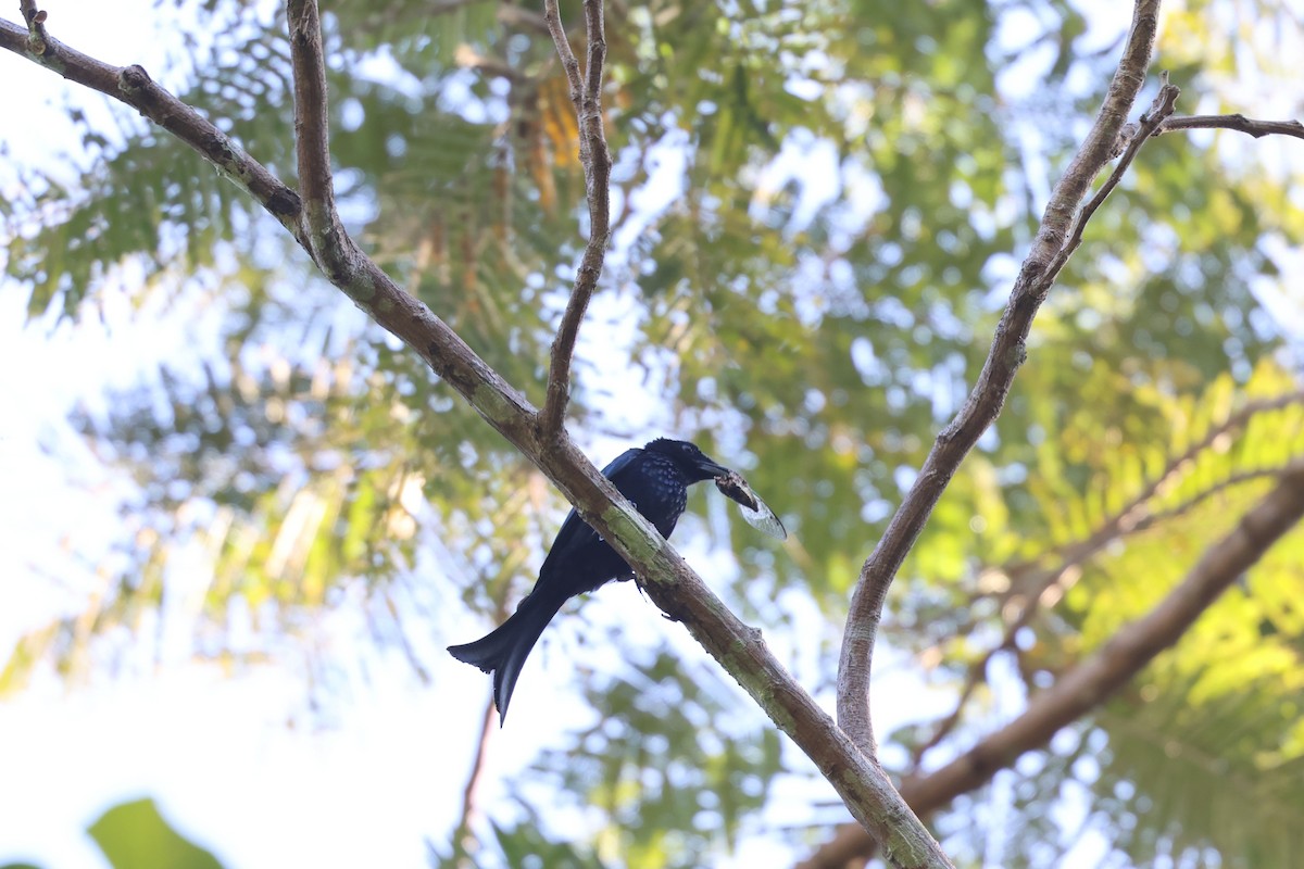 Palawan Drongo - ML634508218