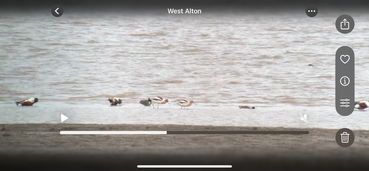 Kızıl Kılıçgaga - ML634508229