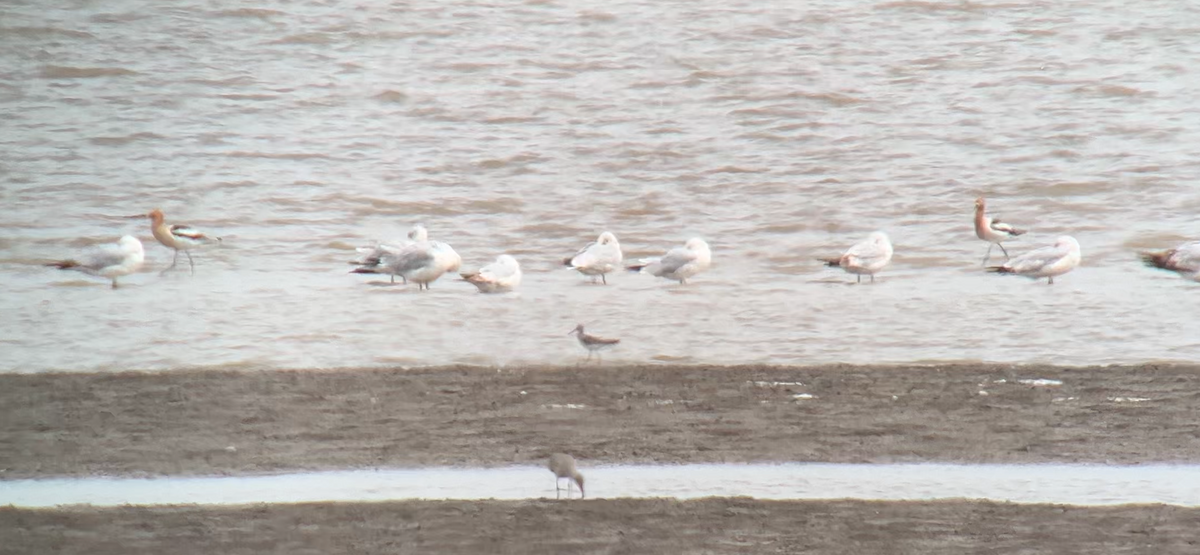 Kızıl Kılıçgaga - ML634508230