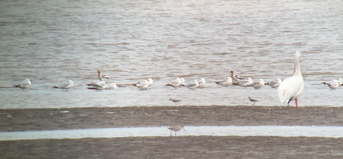 Kızıl Kılıçgaga - ML634508231