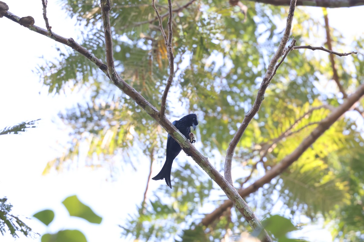 Palawan Drongo - ML634508247