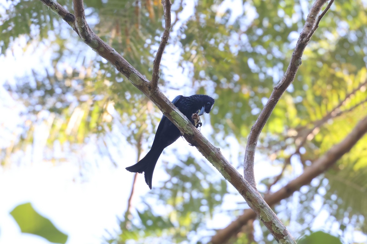 Palawan Drongo - ML634508255