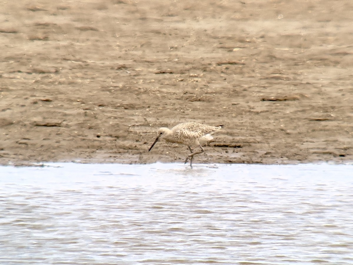 Boz Düdükçün - ML634508257