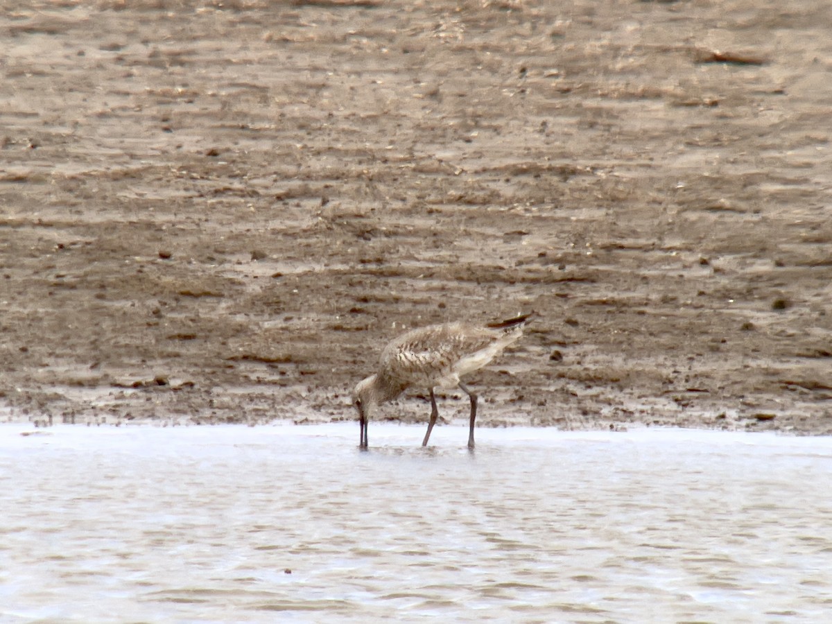 Boz Düdükçün - ML634508258