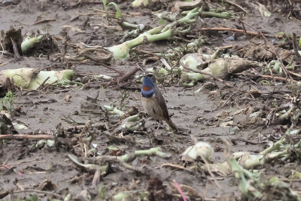 Bluethroat - ML634508260