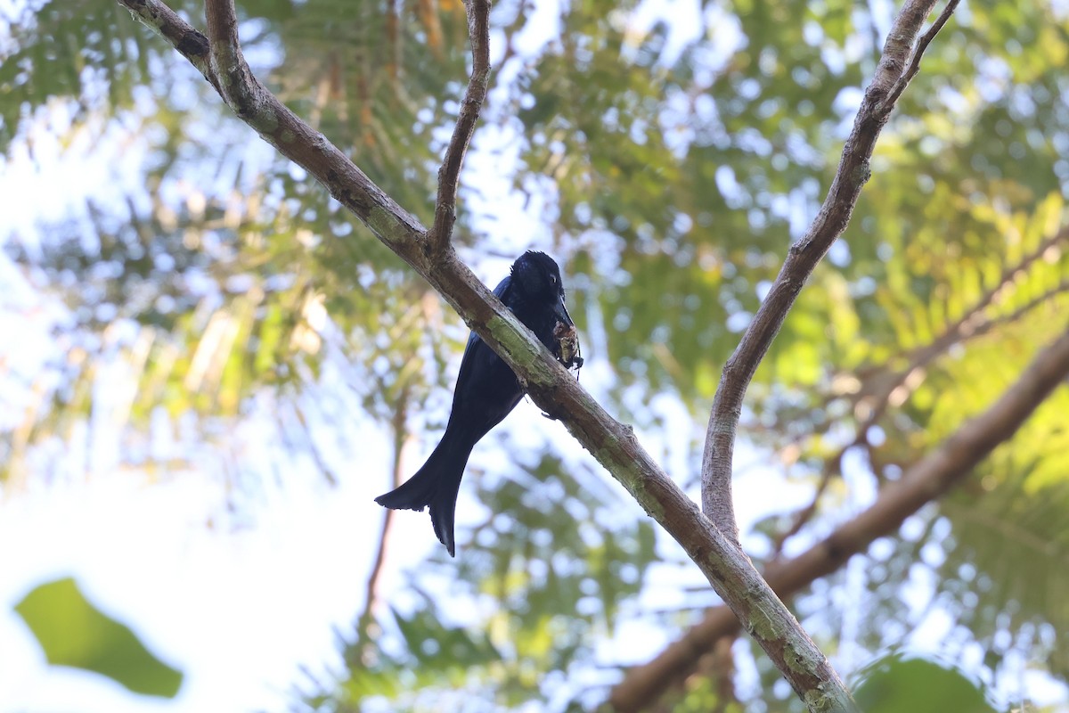 Palawan Drongo - ML634508261