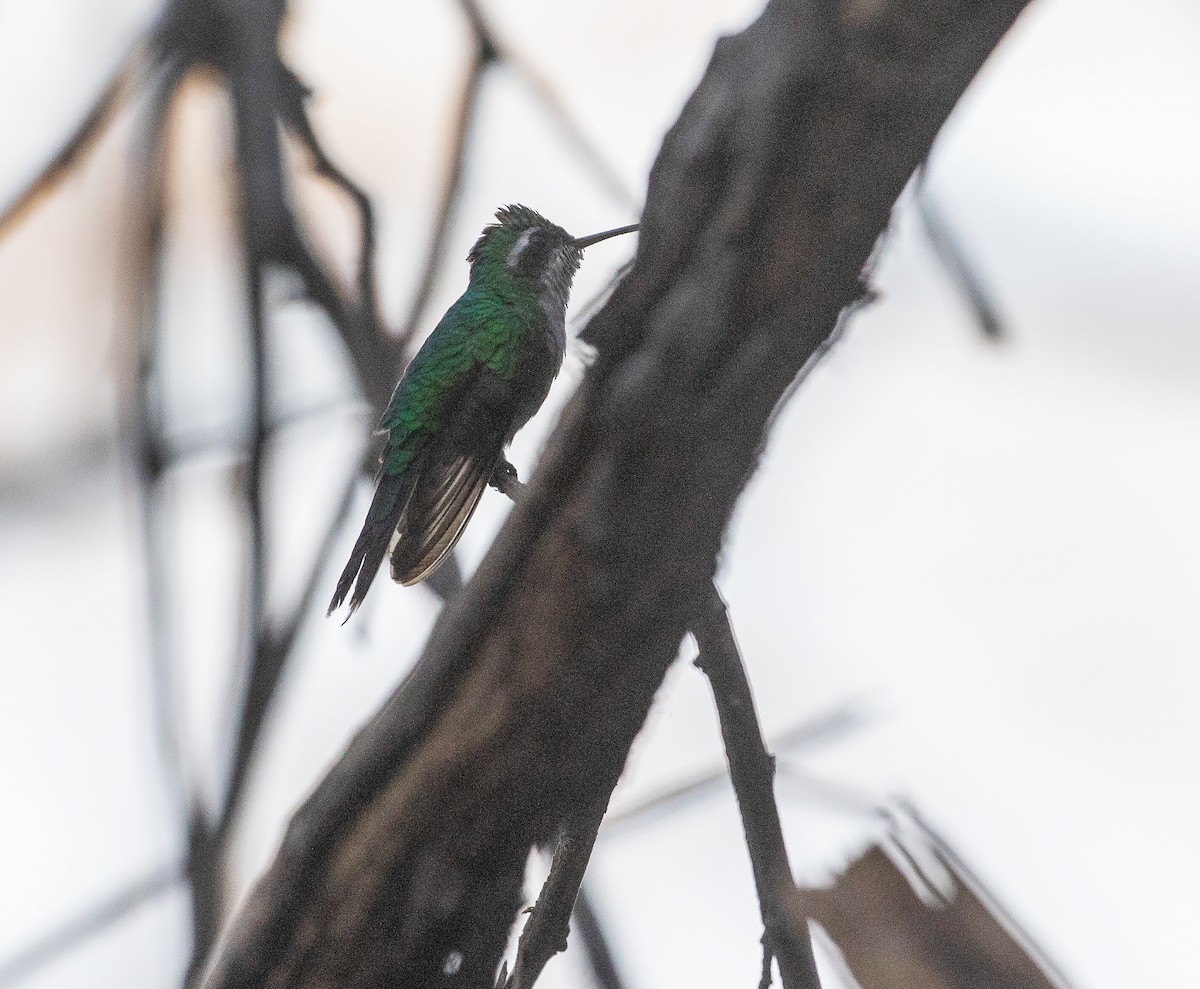 Golden-crowned Emerald - ML634508277