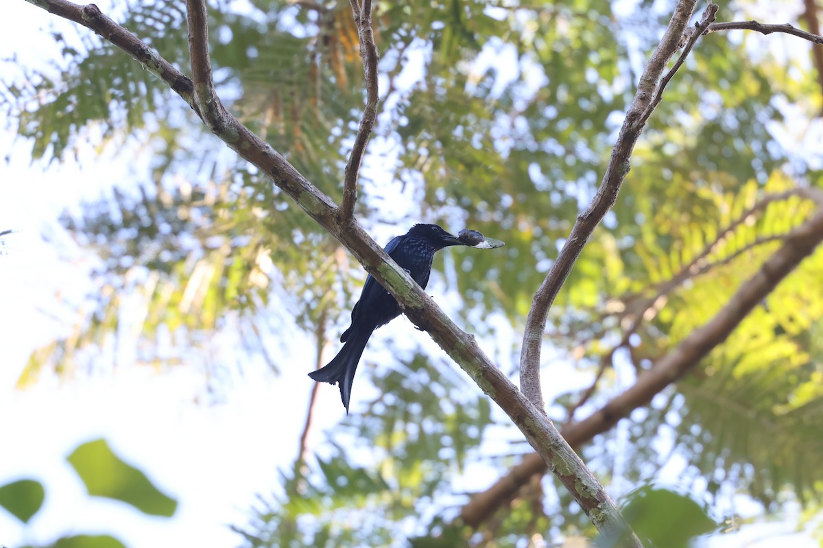 Palawan Drongo - ML634508281