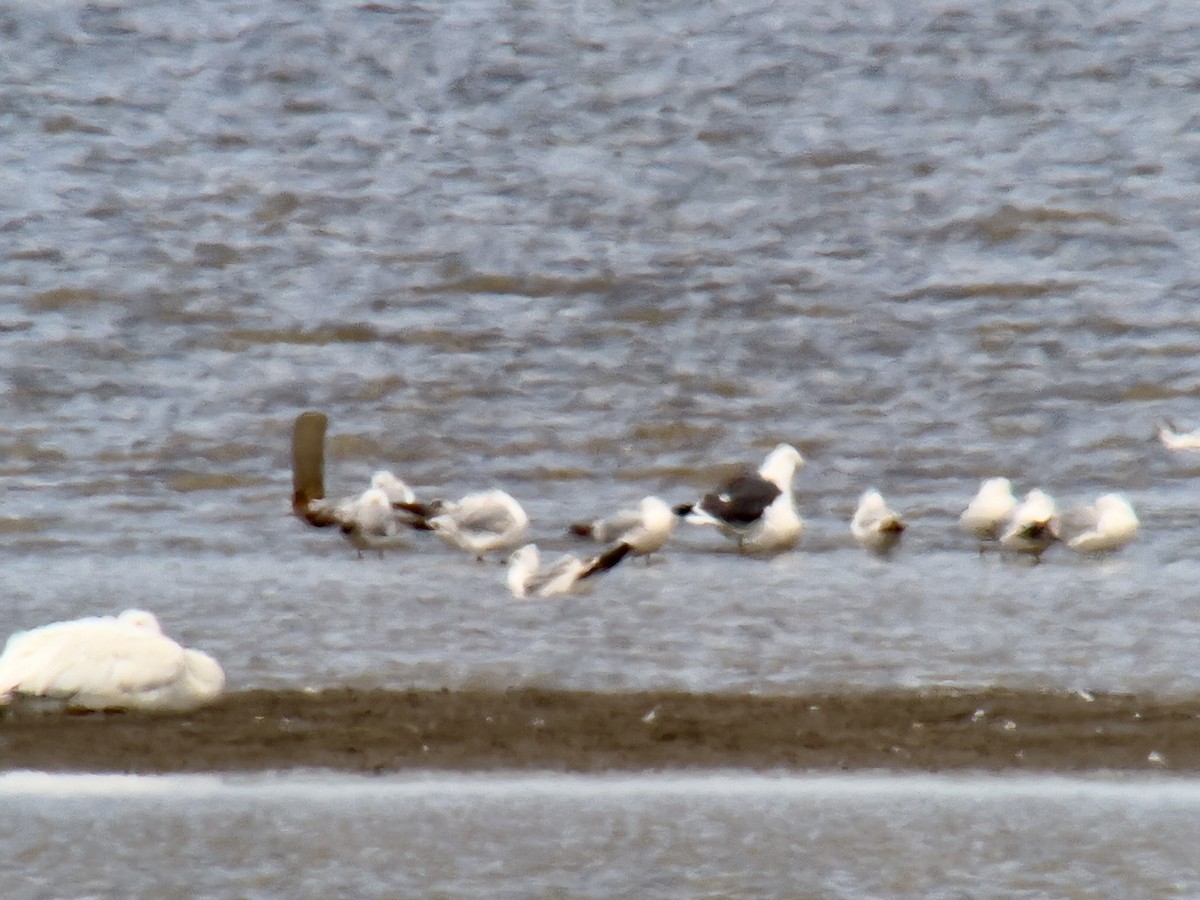 Kara Sırtlı Martı - ML634508391