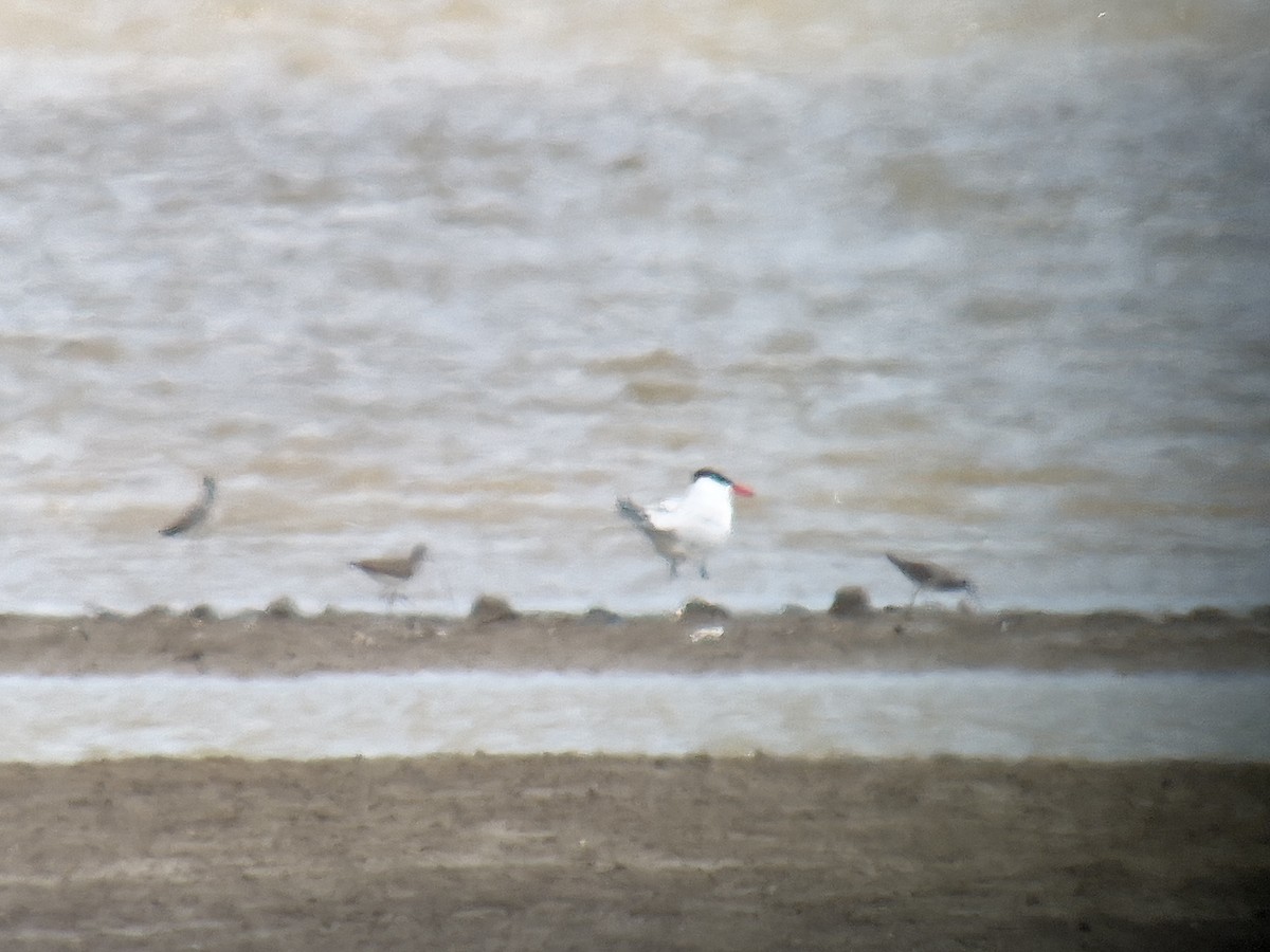 Hazar Sumrusu - ML634508434