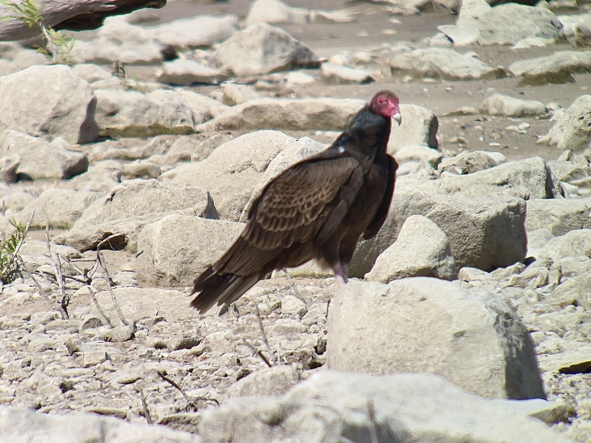 Hindi Akbabası - ML634508459