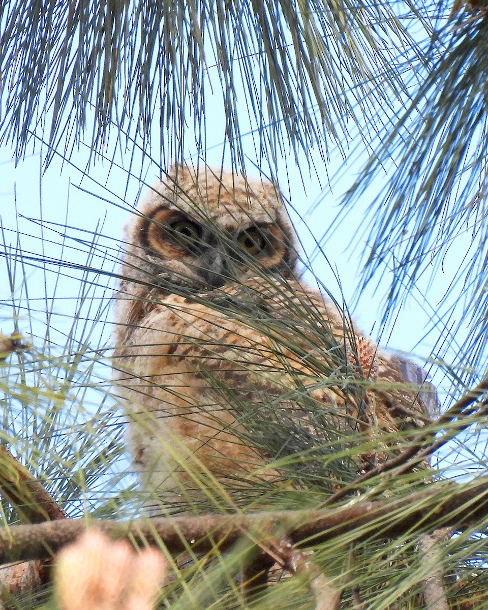 Great Horned Owl - ML634508484