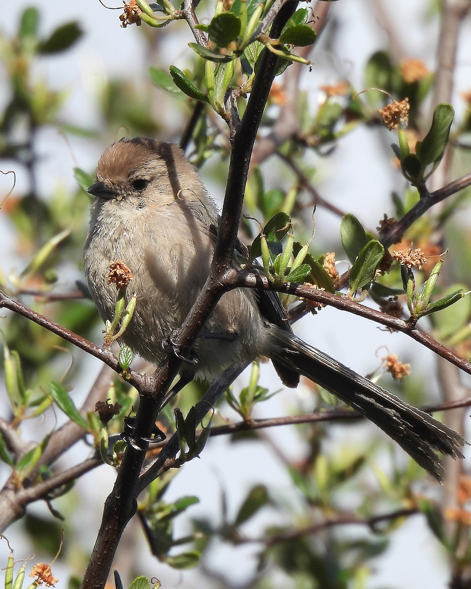 Bushtit - ML634508491