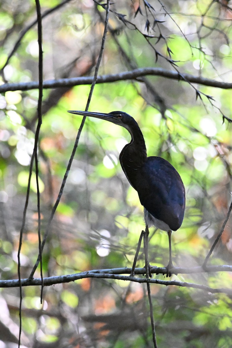 Agami Heron - ML634508493