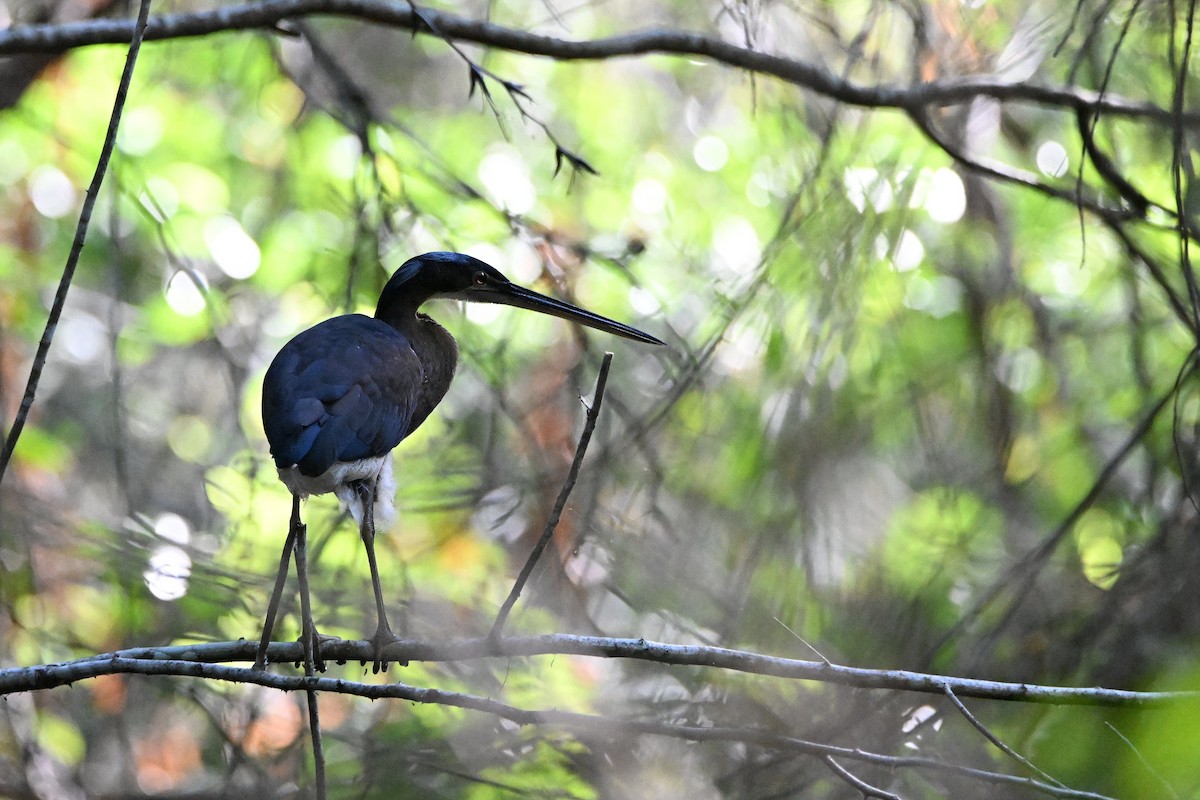 Agami Heron - ML634508494