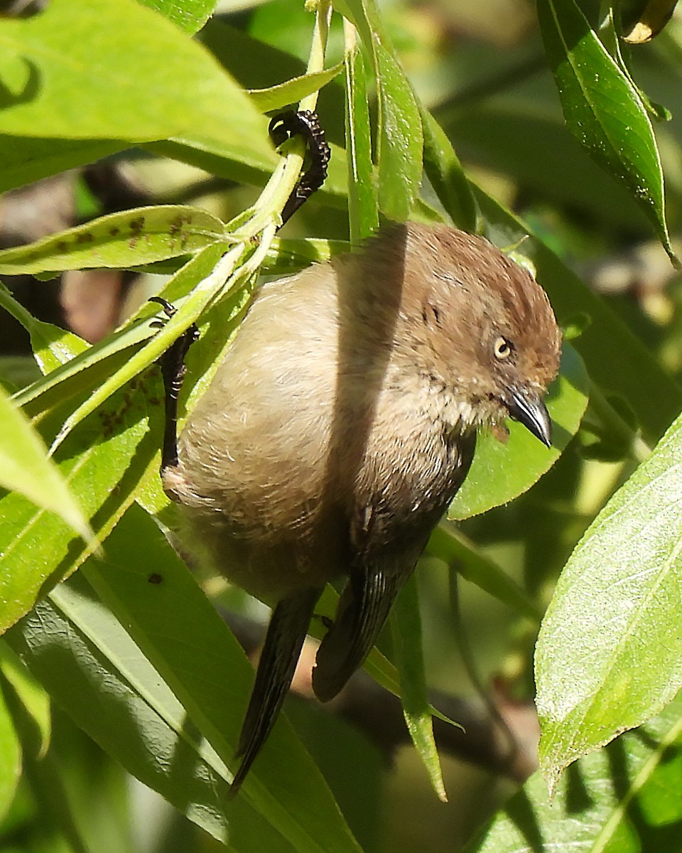 Wrentit - ML634508501