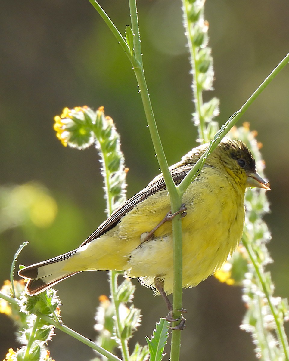 Lesser Goldfinch - ML634508510
