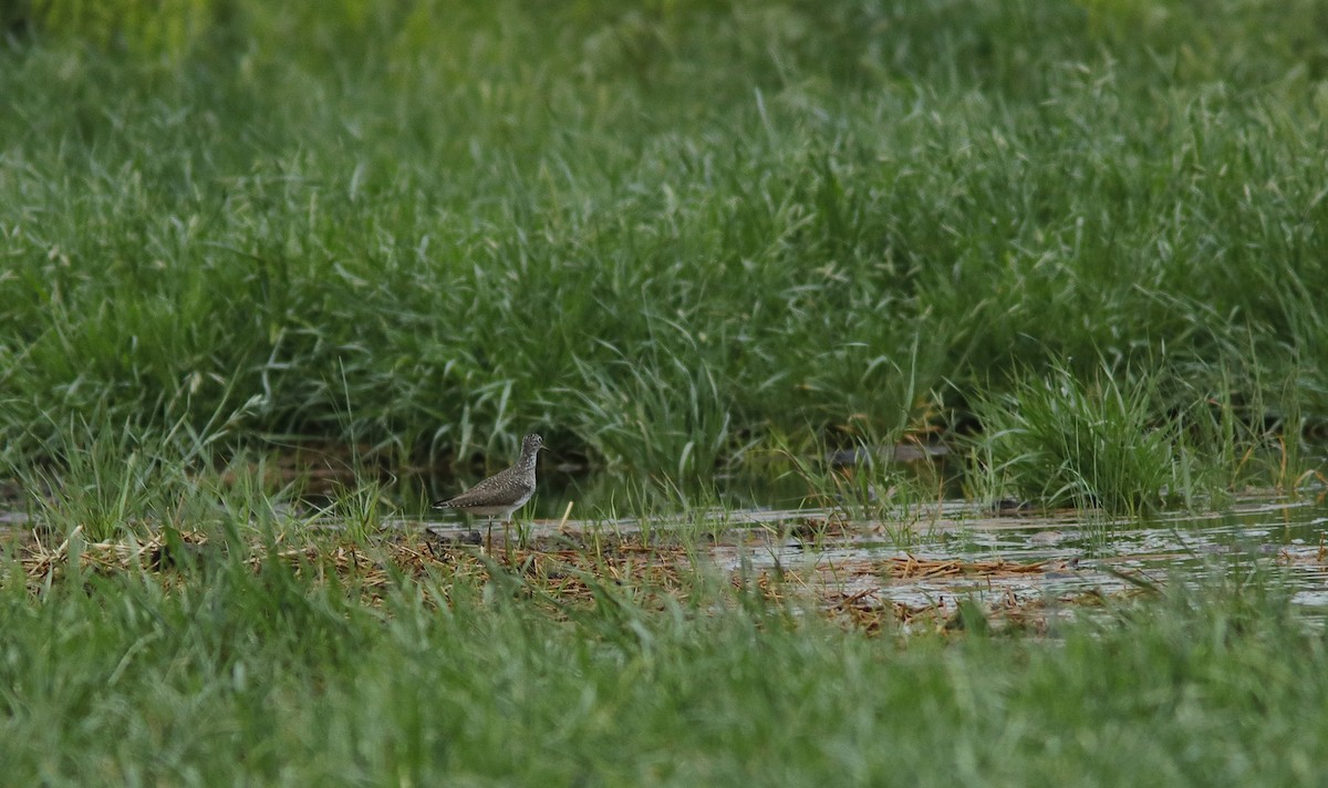 Solitary Sandpiper - ML634508529