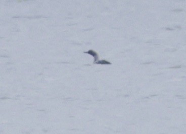 Pacific Loon - ML634508532
