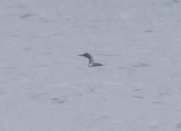 Pacific Loon - ML634508539